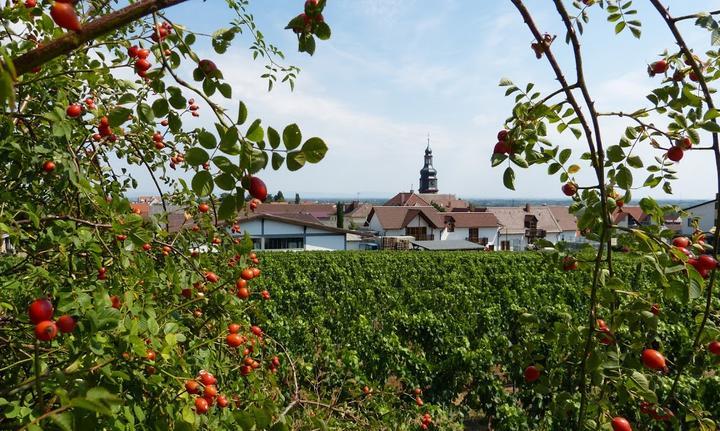 Wein Paradies an der Weinstrasse UG